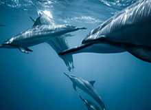 kaiyun sports-湖北男篮啦啦队社媒分享舞蹈片段：是不是很哇塞